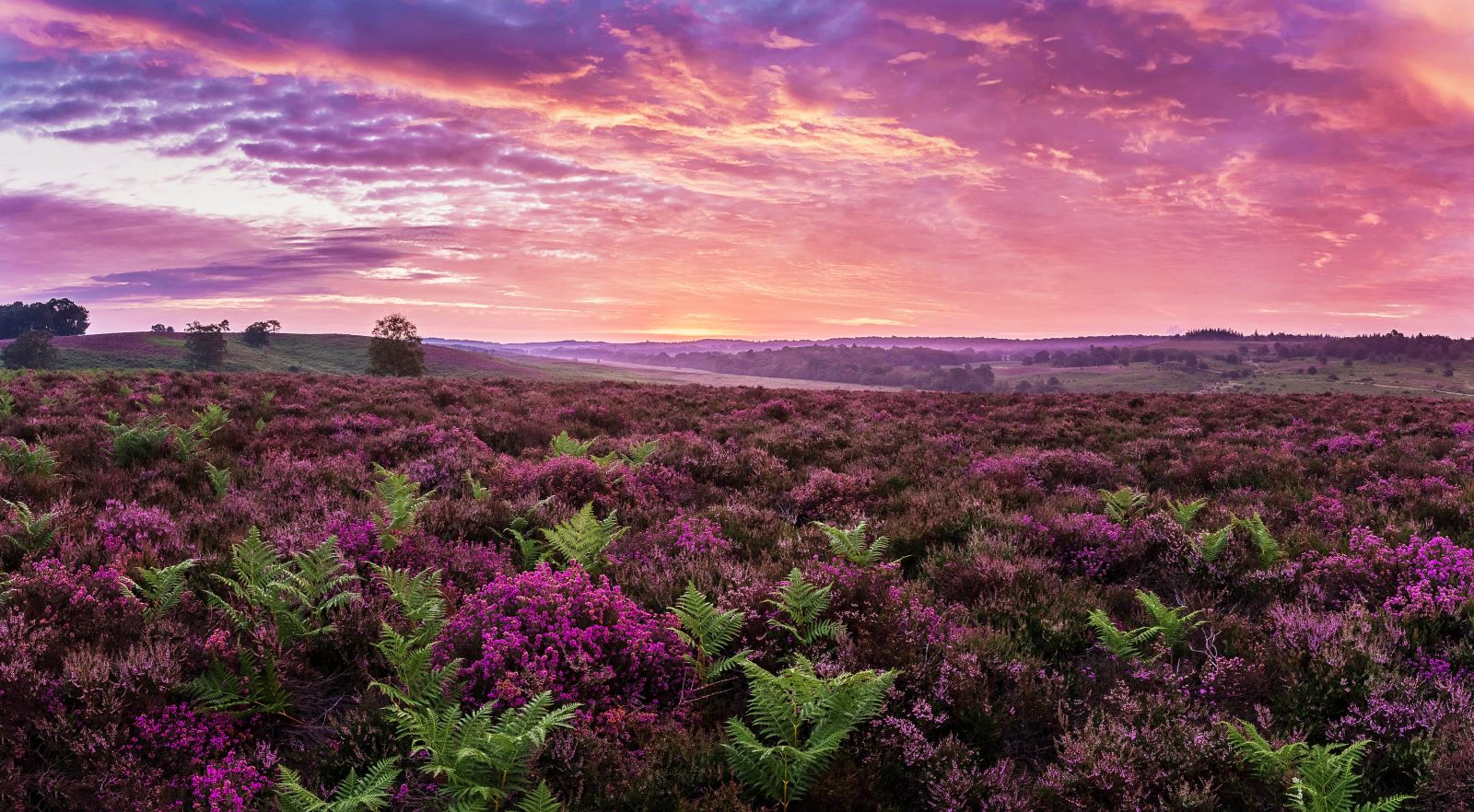 Ibsley Common